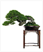 Bonsai 盆栽