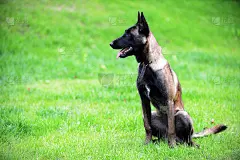 比利时这个笨蛋