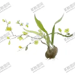 水仙花素材 【酷图网】水仙花,插画,手绘水仙花,水仙花素材,水仙花元素,卡通水仙花,矢量水仙花,水彩水仙花,水仙花背景,商业插画,手绘,水仙花插画,蜜蜂,插图,装饰画,花边,花纹