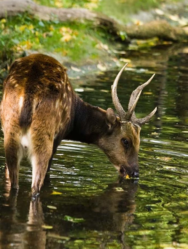 偶蹄目·反刍亚目·鹿科：菲律宾斑鹿