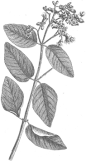 plants_4.png (190×355)
