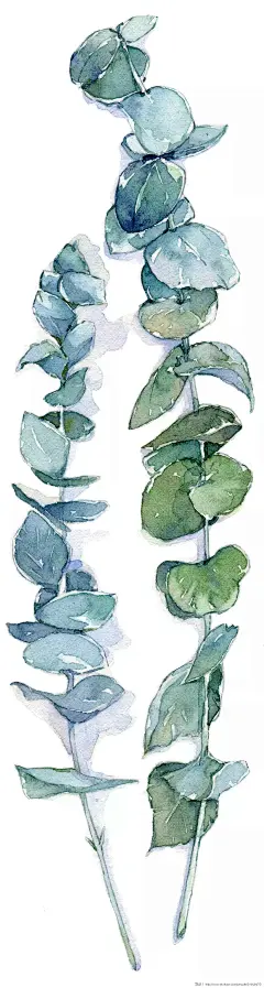 尤加利