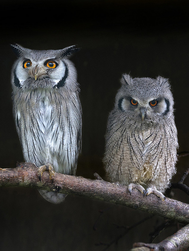 鸮形目鸱鸮科白脸角鸮母子