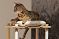 Top 10 Cat-Friendly Designs To Keep Your Feline Friends Content, Cozy & Occupied - Yanko Design