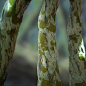 Stylized Bark