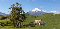 羊羊在风景如画的塔拉那基火山