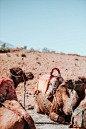 two brown camels during daytime