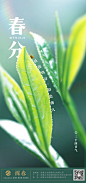 春分_春茶 _●  茶海报 _急急如率令-B67187701B- -P4198271884P-  #率叶插件，让花瓣网更好用_https://app.lvyex.com/?yqr=11103120#