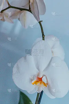 白色兰花花浅蓝色的背景，接近。蝴蝶兰的白色颜色为海报，日历，屏保，壁纸，明信片，横幅，封面，网站。享