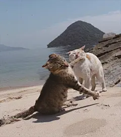 日本的一本猫咪写真集《拼了老命的猫咪们》（必死すぎるネコ），从这些都能当表情包的样子来看是真的拼了老命了 ​​​​