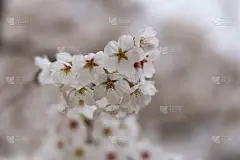 美丽的花樱花在柔和模糊的背景