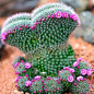 cactus. cacti. | RP ».: 