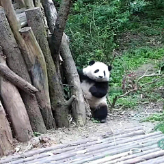 黑爪奶酪采集到熊猫啊啊啊