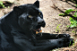 animals-plus-nature:        Black Jaguar by moocatmoocat on Flickr.