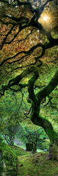 The forest