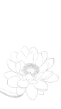 睡莲（学名：Nymphaea-L