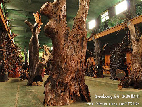 探索“老树根”下的秘密：天涯雨林博物馆之...