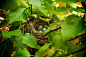 Nest by Taddeo Zacchini on 500px