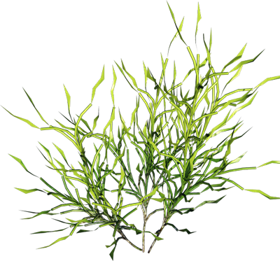 草类植物pngpng素材绿叶藤蔓叶子png花朵薰衣草玫瑰花png