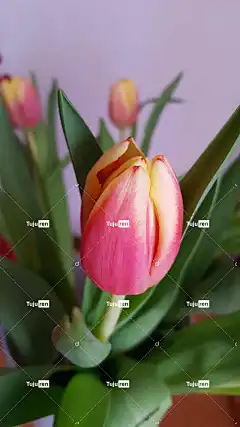 春暖花开 美丽的花朵 自然 郁金香 花卉背景 花壁纸 花朵