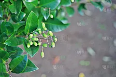 Ligustrum日本血吸虫