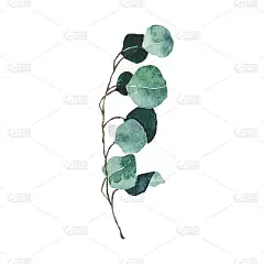 水彩桉树绿叶孤立在白色的背景。手绘银元桉树枝绿叶。花的叶子，草本植物说明