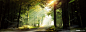 森林树林唯美背景banner