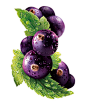 Ribena