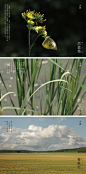 呼吸不能说-breath今日小滿#七十二物候#小滿三候：“苦菜秀”，“靡草死”，“麥秋至”。