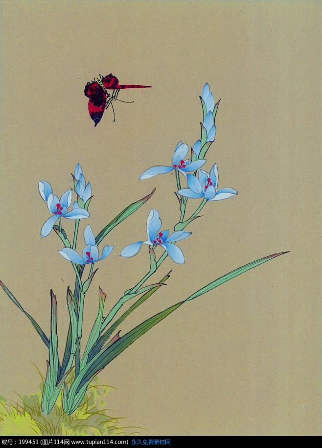 工笔画—盛开的兰花和红色蝴蝶