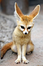 Fennec fox.