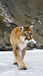 美洲狮，又称美洲金猫，是体型最大的猫亚科动物。