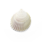 超高清 海星 海螺 贝壳 珊瑚 海马等 航洋生物主题 png元素 shell-91