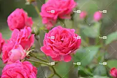 攀登玫瑰 粉色 美丽的花朵 辛辣的 花壁纸 花卉背景 自然 花园