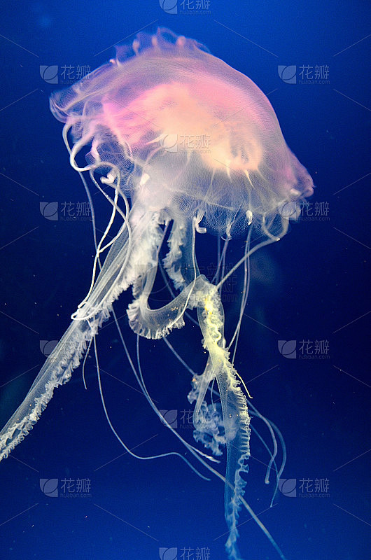 水母