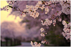 『沉眠』采集到sakura