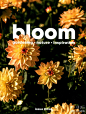 #杂志研究所# bloom 来自英国，是一本关于植物与自然的独立杂志。园艺、自然、灵感是杂志关注的核心，引导读者透过花花草草，来感受亲近自然的放松与乐趣，与绿色一起生活。 O绿洲 ​​​​