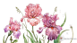 irises : watercolor