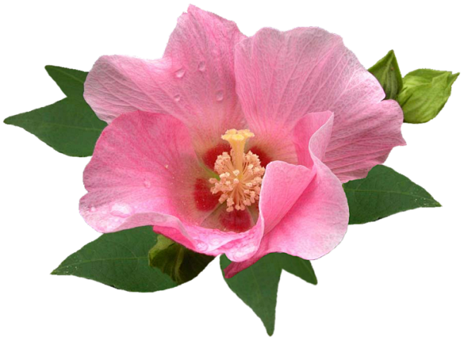 【PS免抠素材】※※※※史上最全的花类P...