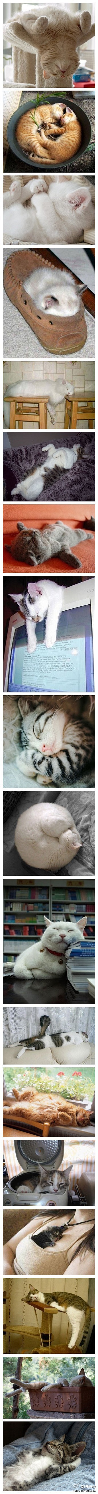 求是设计会：#求是爱摄影#可爱的猫咪睡觉...