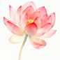 jasonsun1576_Watercolor_pink_lotus_flower_clip_art_white_backgr_988496d0-1ae8-4a2a-863f-1d2fb94515a0