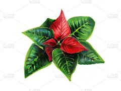 一品红植物插图。美国的圣诞节。水彩插图的星伯利恒花孤立在一个白色的背景。圣诞花是手绘的。
