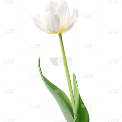 用户Y2iyGQz4采集到郁金香