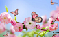 春天，粉紅色的花朵，蝴蝶，藍色的天空 壁紙 - 1920x1200