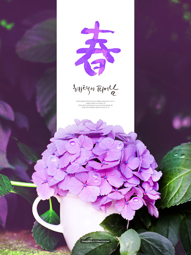 紫色花卉盆栽 绿色叶子 深紫色背景 春季...