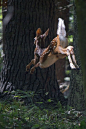 Deer ^鹿