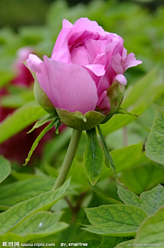 sihasiha采集到芍药