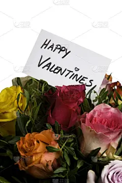 情人节,自然,垂直画幅,贺卡,无人,白色背景,玫瑰,文字,背景分离,影棚拍摄