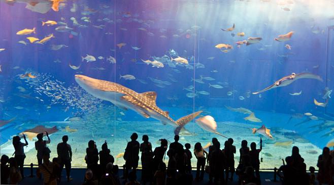 冲绳水族馆。日本