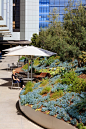美国Cedars-Sinai医疗中心屋顶花园-15